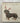 Dachshund Though The Snow Card