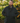 Alan Paine Surrey Men's Tweed Waterproof Coat in Green Check - Shooting Fit